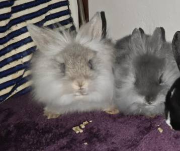 Zakrsli kralicek(lvicek )