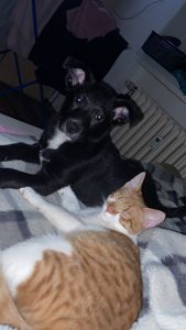 Hlídání mazlíčků